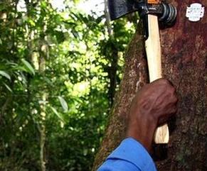 热带雨林采伐场树木也用条形码